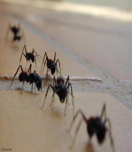 anti fourmis à casablanca