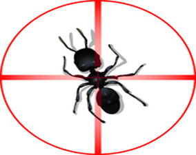 traitement anti fourmis à casablanca