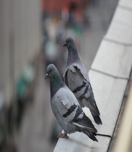 anti pigeon à casablanca