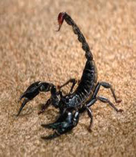 anti scorpion à casablanca