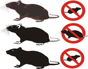  produits anti souris / rats à casablanca