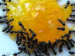 produits anti fourmis à casablanca