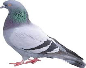 traitement anti pigeons à casablanca